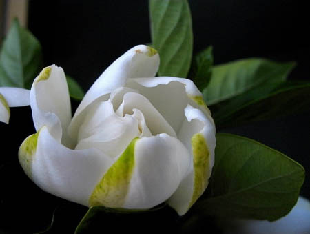 安徽得潤電氣 高低壓開關(guān)柜 軟起柜 咨詢熱線4000551777 安徽得潤電氣 高低壓開關(guān)柜 軟起柜 咨詢熱線4000551777