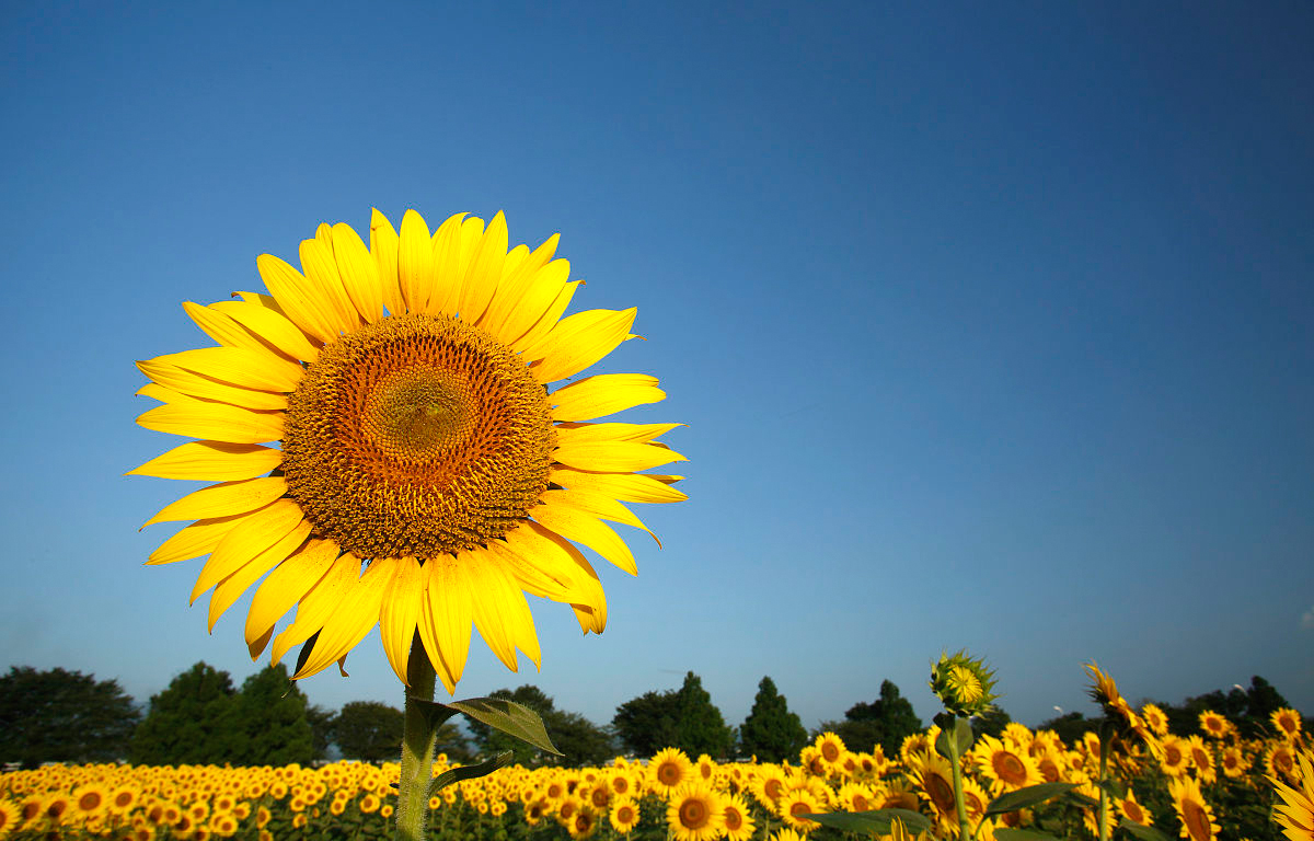 安徽得潤電氣 成套高低壓開關(guān)柜廠家 報價 電話:400-0551-777 qq:3176885416 安徽得潤電氣 成套高低壓開關(guān)柜廠家 報價 電話:400-0551-777 qq:3176885416